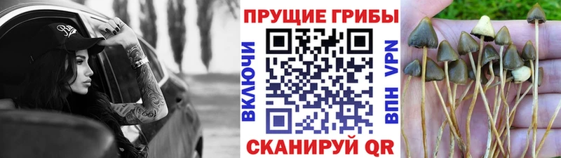 Псилоцибиновые грибы GOLDEN TEACHER  купить наркотик  Томмот 